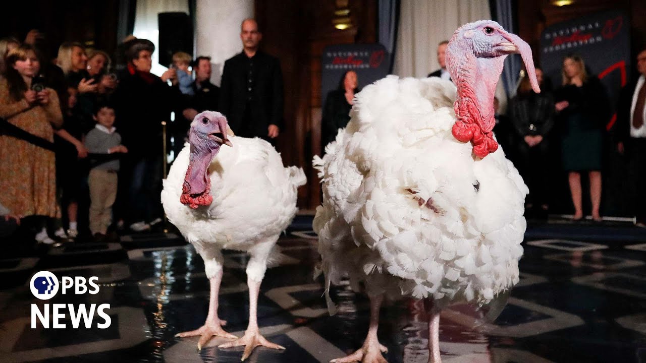 WATCH: Meet Peach and Blossom, Biden’s pardoned turkeys