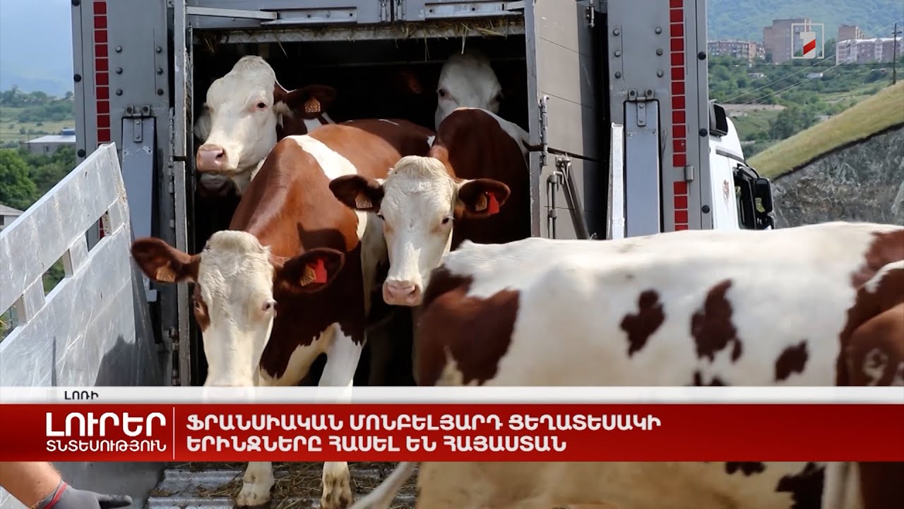 Ֆրանսիական մոնբելյարդ ցեղատեսակի երինջները հասել են Հայաստան