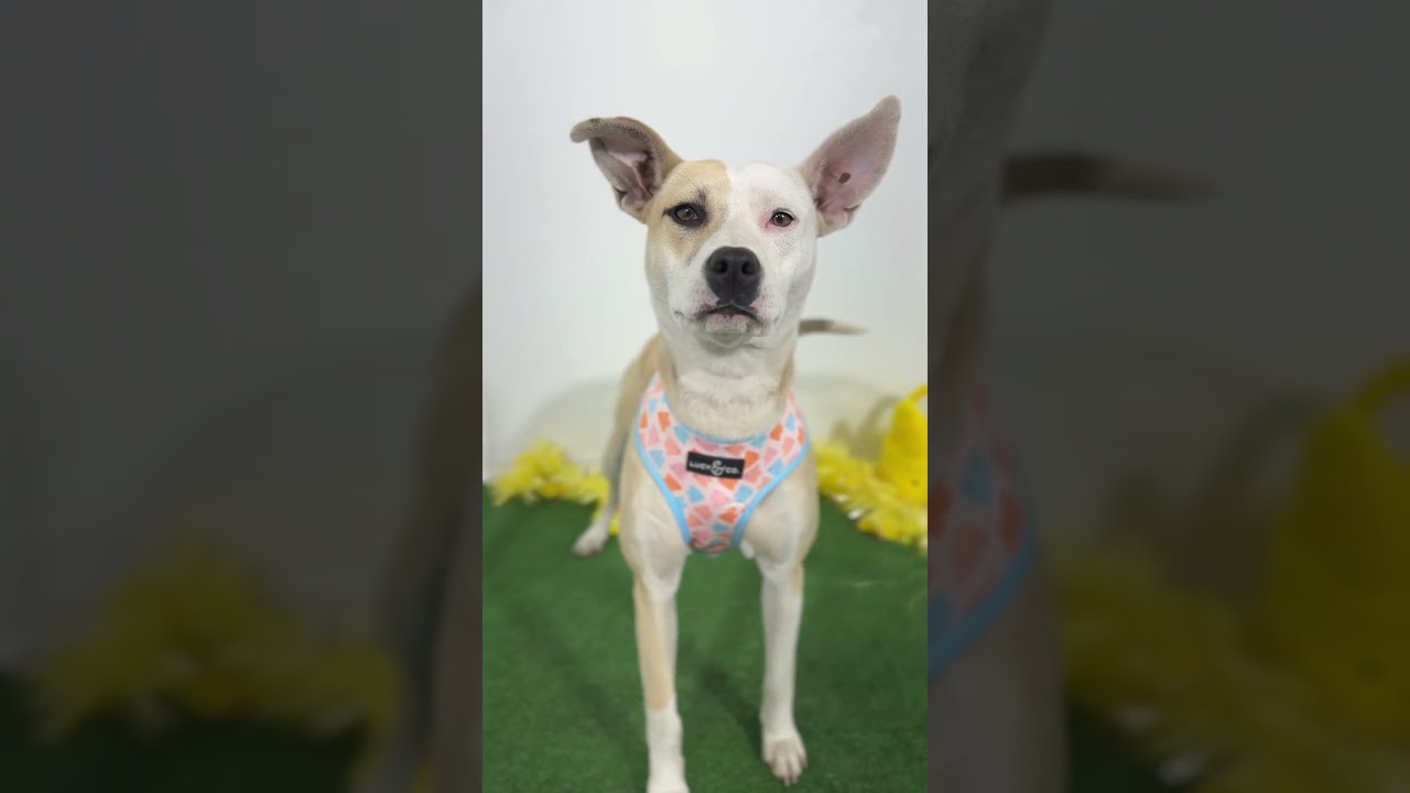 Enlarge Rebecca-One of our Amazing Rescue Dogs, a Adoptable mixed breed in Sparks, NV video 2/2