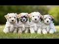 Ten Little Puppy Dogs Learn To Count Animals Song For Toddlers Phonic Rhyme