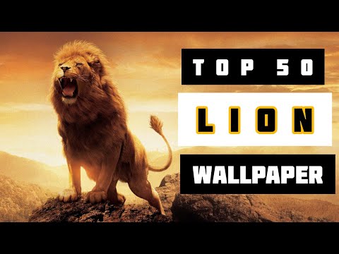 Lion wallpaper hd Mp4 3GP Video & Mp3 Download unlimited Videos Download -  