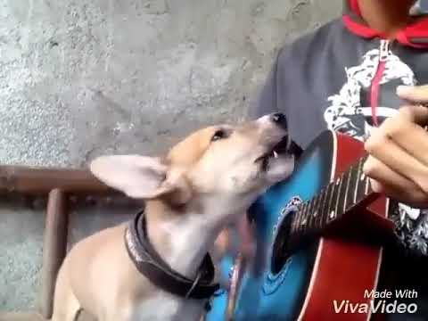 Kutte ko sangeet ka pyar