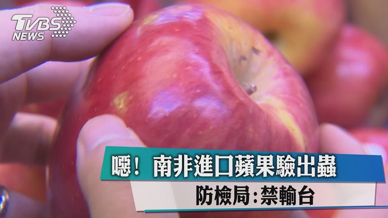 噁!南非進口蘋果驗出蟲 防檢局:禁輸台