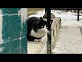 Funny Tuxedo Cat Is Afraid Of Me Shy Cat