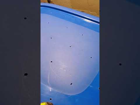 Tour of my worm bin (vermicompost) at 6 months