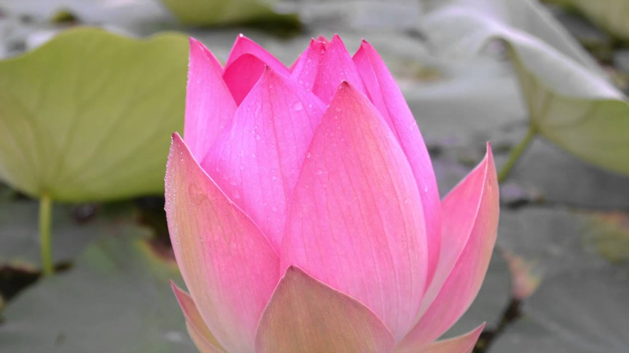 Joyful Meditation Mindful Breathing Video