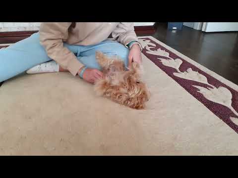 Maltipoo Welpe kaufen