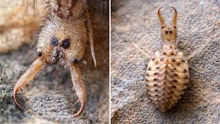 Antlion 😱 This Bug Builds TRAPS!