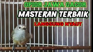 Download lagu pancingan opior jawa gacor untuk opior bahan dan opior malas bunyi langsung nyaut mp3