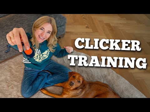 I tried clicker training with my dog ​​for a month.