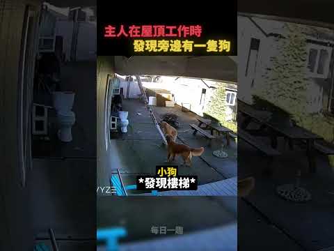 屋頂突然出現一隻狗😀