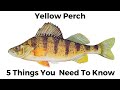 5 Things You Need To Know About Yellow Perch
