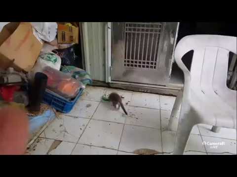 enda saputra's broadcast