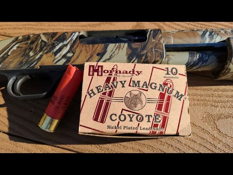 Hornady Heavy Magnum Coyote 3" 1-1/2oz BB Test W/ Mossberg 835 Ulti-Mag & Stock .710 Turkey Full