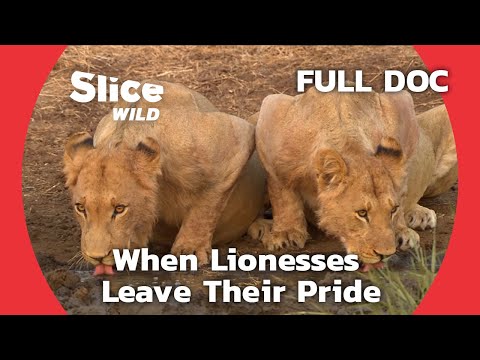Lionesses Leave Their Pride in Search of a New Family | SLICE WILD | FULL DOCUMENTARY