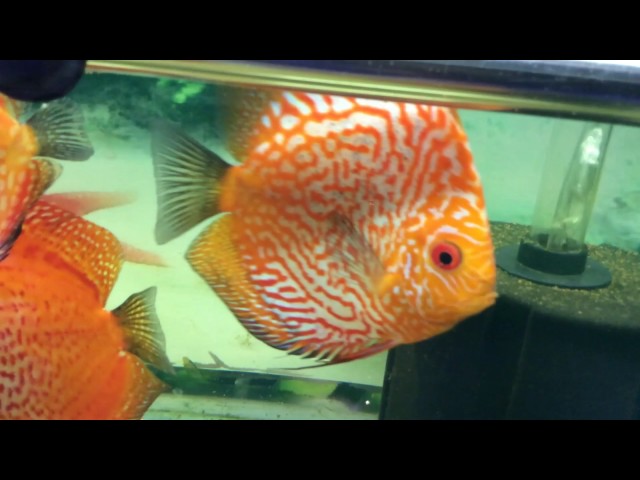 my fish tank of discus and  flowerhorn  fish....!!!!
