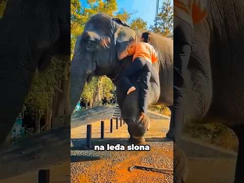 Nežnost Slona Prema Devojci 🐘❤️