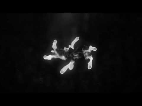 TaeBandz X Glitter and Gold (Official Video)