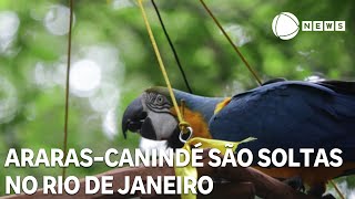 Miniatura do vídeo