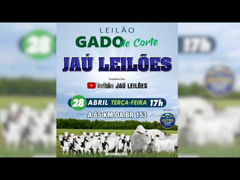 LEILÃO GADO DE CORTE  - JAU LEILÕES  - JAU DO TOCANTINS  -28 / 04 / 2026
