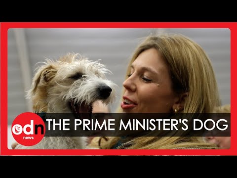 Boris Johnson's Rescue Dog Dilyn Arrives to Support Him at General Election Results