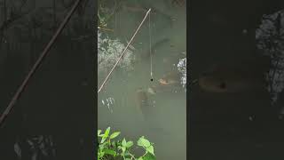 Download lagu শোলমাছ। সুবহানাল্লাহ, আলহামদুলিল্লাহ, আল্লাহু আকবার। mp3