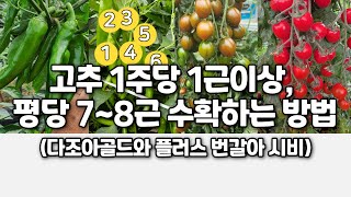 고추 1주당 1근이상, 평당 7~8근 수확하는 방법(방울토마토 가지 파프리카 피망): 다조아골드와 플러스 번…