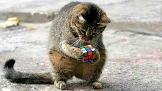 When You Own a Cat With an IQ 999 😂 🧠Funny Cat Videos 2026