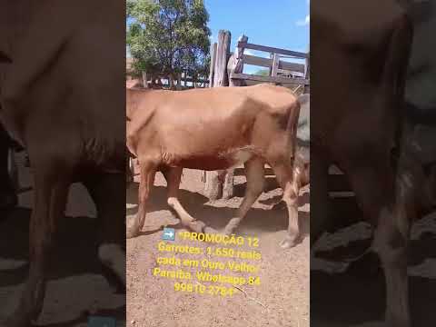➡️ *PROMOÇÃO 12 Garrotes: 1.650 reais cada em Ouro Velho/ Paraíba. Whatsapp 84 99810 2784*#gado