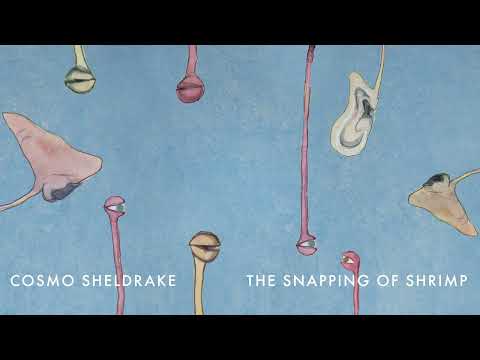 Video thumbnail for The Snapping Of Shrimp
