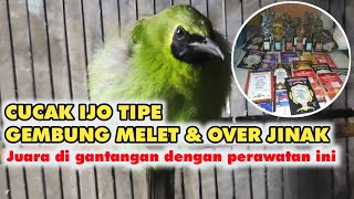 Download lagu Daily care & competition settings for green cucak gembung melet, over tame [Power Form] mp3