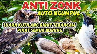 Download lagu kutilang ribut pikat terancam !!! mp3