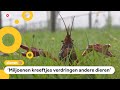 Veel te veel rivierkreeften in Nederland: deze val helpt ze vangen