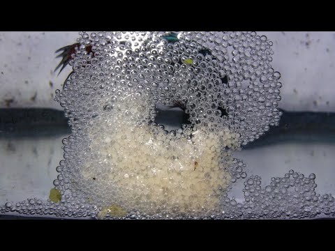 pez betta nacimiento sin nido😲