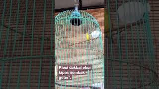 Download lagu pleci dakbal nembak Geter' mp3