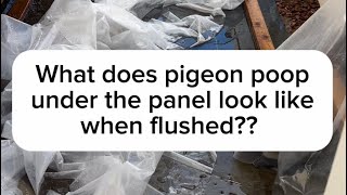 When cleaning poop underneath solar panels it can get really messy. So preparation is needed!