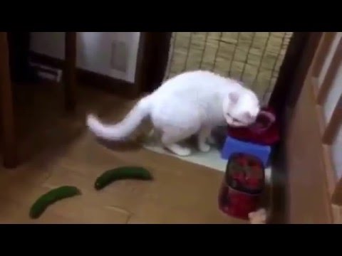 Gatos vs pepino #2