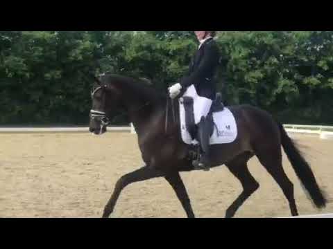 Damon Gold (Damon Hill x Furst Romancier x Don Schufro)