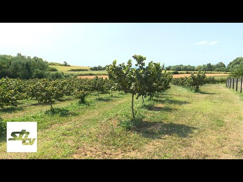 SBTV - DNEVNIK - PODIZANJE NOVIH NASADA VOĆA - 24.08.2021.