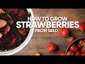 How To Grow Strawberries From Seed (Step By Step)