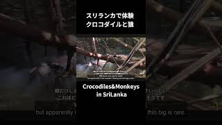 スリランカで体験 クロコダイルと猿