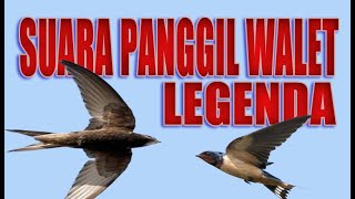 Download lagu Suara Walet Panggil Legenda, Berani Diadu | Suara Walet Terbaik dan Jernih mp3