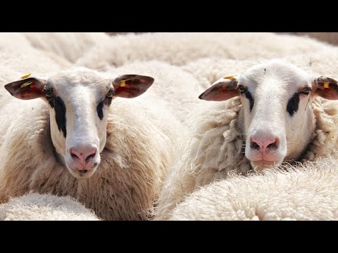 ""Thuaj, me te vertete namazi im, kurbani im jeta dhe vdekja ime i perkasin vetem Allahut"