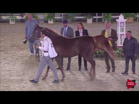 N.67 MAJDA AL WAAB - 2019 Qatar Int. Peninsula show - Fillies 3 years old (Class 3)