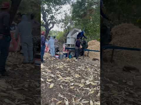 desgranando maiz #agricultura..santa rita.#tejutepeque #cabañas