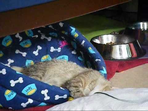 Sex dagars kattägare