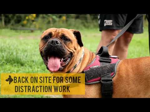 Yorkshire Canine Academy video.