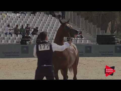 N.177 NABEH AL ARAB - Asharqia Classic 2018