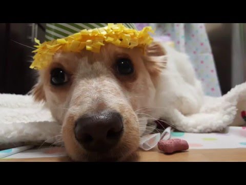 Happy Birthday Lumi!