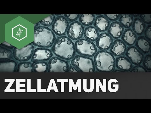 Zellatmung - wie funktioniert's?! - BASIC